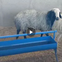 قوچ شال|حیوانات مزرعه|زرندیه, |دیوار