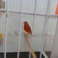 قناری  شتری سرخ|پرنده|شیراز, شهرک گلستان|دیوار