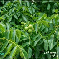 خرید تضمینی گردو