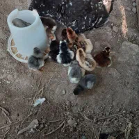 مرغ کرچ گلین همراه ۱۴ عدد جوجه گلین