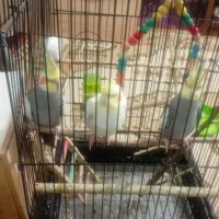 فروش دوعددعروس هلندی نروماده