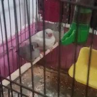 فنچ دونخور .|پرنده|قم, شهرک امام حسن|دیوار