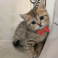 واگذاری اسکاتیش