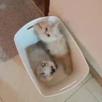 دو عدد پرشین معاوضه با پامر خرسی