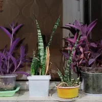 حراج گیاهان آپارتمانی|گل و گیاه طبیعی|تهران, امانیه|دیوار