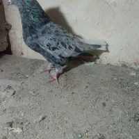 کبوترهفترنگ دم سفیدنر|پرنده|ابهر, |دیوار