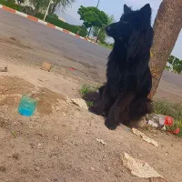 سگ ژرمن شولاین مو بلند وارداتی|سگ|جیرفت, |دیوار