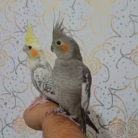 عروس ۴ماهه نرسینامون ماده لوتینو پروانه ای فول رام|پرنده|لاهیجان, طالقانی|دیوار