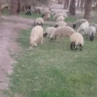 بره چاق ماده