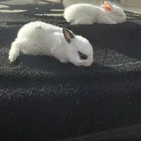 بچه خرگوش