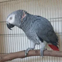 کاسکو نر کلام دار و درشت