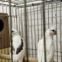 جوجه عروس هلندی لوتینو و مولد