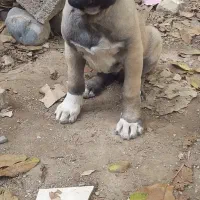 واگذاری ماده سرابی اصیل