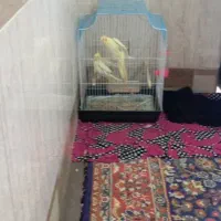 دوچفت عروس  هلندی|پرنده|آبادان, |دیوار