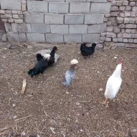 مرغ وخروس لهستانی اصل|حیوانات مزرعه|نیشابور, شهرک بهداری|دیوار