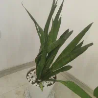 گل  آپارتمانی و گلدان|گل و گیاه طبیعی|جم, |دیوار