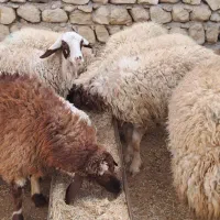 کاو.ر