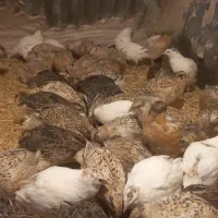 بلدرچین تخم گذار