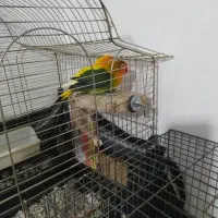 سه عدد کوتوله نژاد دار