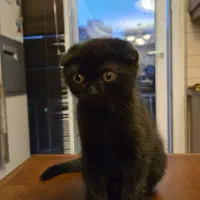 واگذاری رایگان اسکاتیش فولد شورت هیر