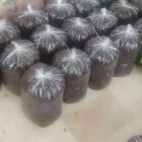 تخمه آفتابگردان و انواع آلو|حراج|خرمدره, |دیوار