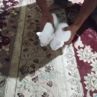 گربه