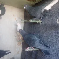 کفتر|پرنده|فردوس (کرمان), |دیوار