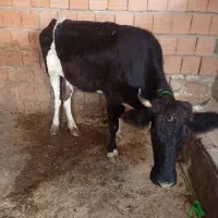 گوساله