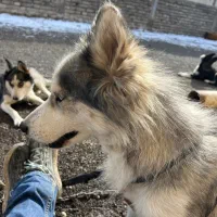 سگ هاسکی|سگ|اردبیل, |دیوار