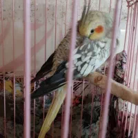 عروس هلندی|پرنده|قزوین, |دیوار