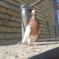 کبوتر  پلاکی و بهبهانی|پرنده|شیراز, شریف‌آباد|دیوار