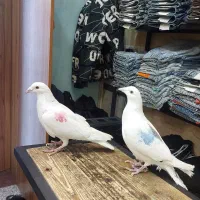 ی جفت کفتر خوب کار درست