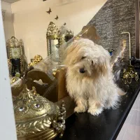 سگ پودل مالتیز