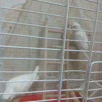 عروس هلندی آلبینیو|پرنده|مشهد, کارمندان دوم|دیوار