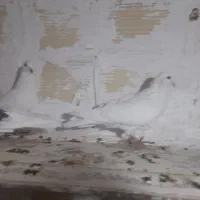 کبوتر فروشی|پرنده|شاهرود, |دیوار