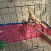 قناری موزاییکی