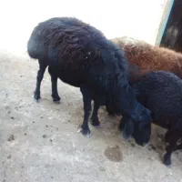 قوچ جوان