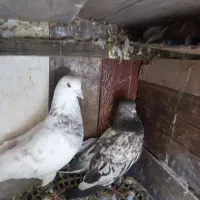 کفتر جفت پرشی