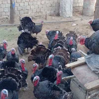 بوقلمون|حیوانات مزرعه|سقز, |دیوار