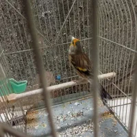 سیره قناری یا سهره قناری