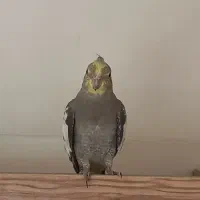 عروس هلندی|پرنده|کرمان, |دیوار