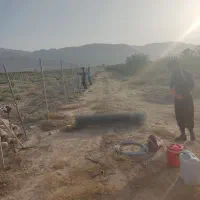 فنس کشی|خدمات باغبانی و درختکاری|داراب, |دیوار