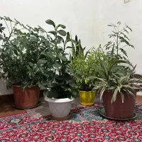 فروش گل خانگی همه|گل و گیاه طبیعی|مریوان, |دیوار