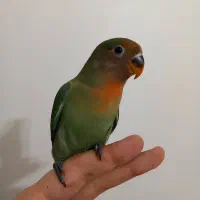 جوجه طوطی برزیلی فول دستی همه چی تموم