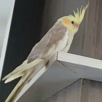 عروس هلندی لوتینو  رام رام جنسیت نر