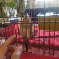 عروس هلندی نر|پرنده|آبیک, |دیوار