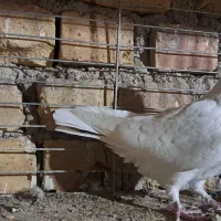کبوتر ساعتی کاشان|پرنده|آران و بیدگل, |دیوار