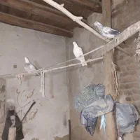 کبوتر|پرنده|مرند, |دیوار