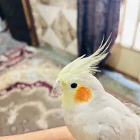 عروس هلندی اهلی