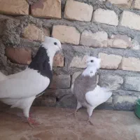 طوقی نر و ماده